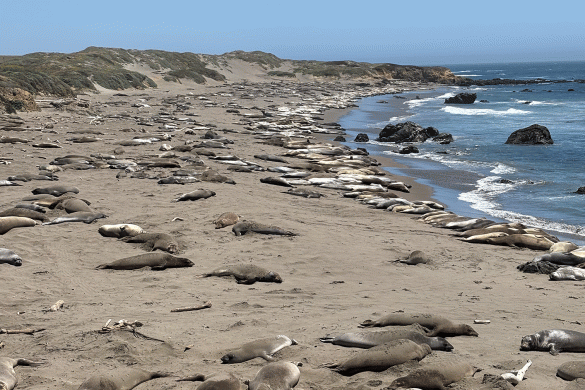 Elephant Seals Rookery Rookery Stecaverse